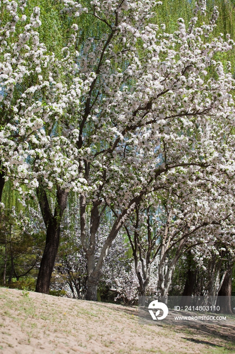 北京市元大都遗址公园海棠溪