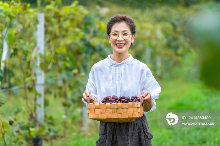 老年女人在果园采摘葡萄