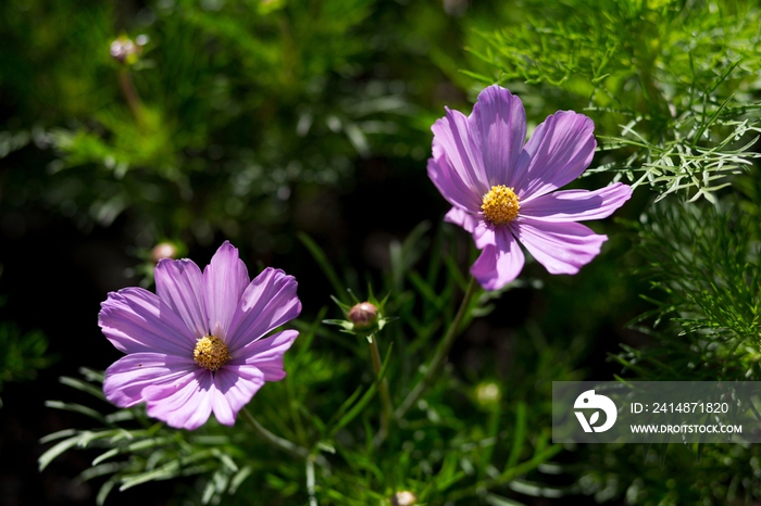 美丽的花园鲜花