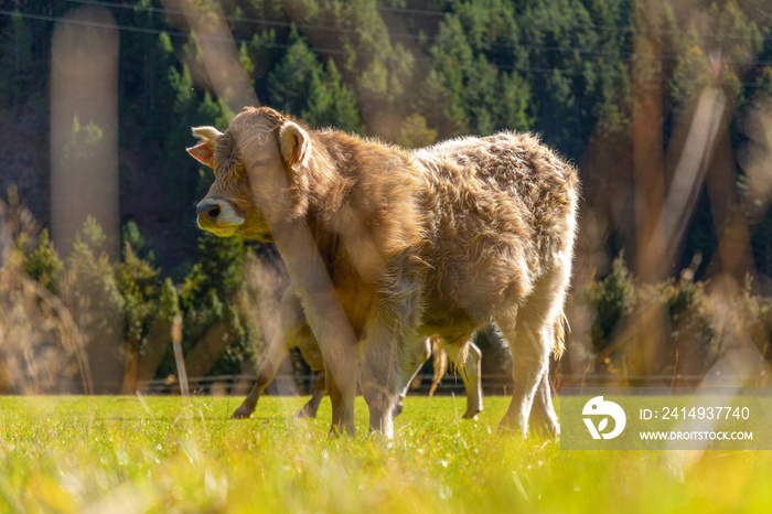 ganado vacuno pirineo aragones