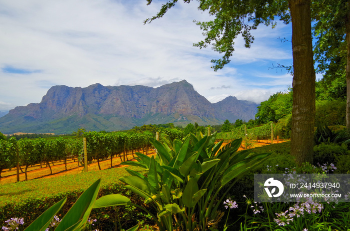 Breathtaking nature view onto winery, wine-growing areas, vineyard vines landscape scenery with estates, fields and valleys in South Africa regions Paarl, Franschhoek, Stellenbosch or Durbanville