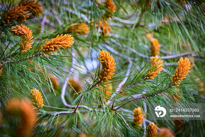 Blossom of he stone pine, botanical name Pinus pinea, also known as the Italian stone pine, umbrella pine and parasol pine in Migdal HaEmek, Northern Israel