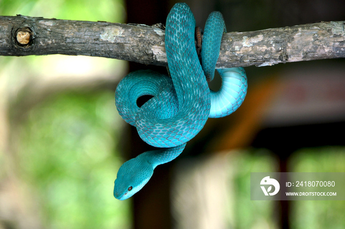 树枝上的蓝毒蛇