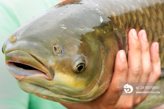 Grass carp (Ctenopharyngodon idella) portrait