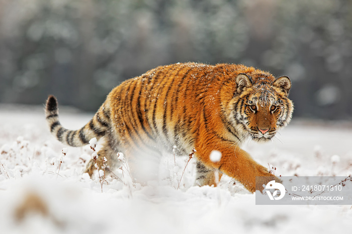 young male Siberian tiger Panthera tigris tigris looks very upset as he walks by