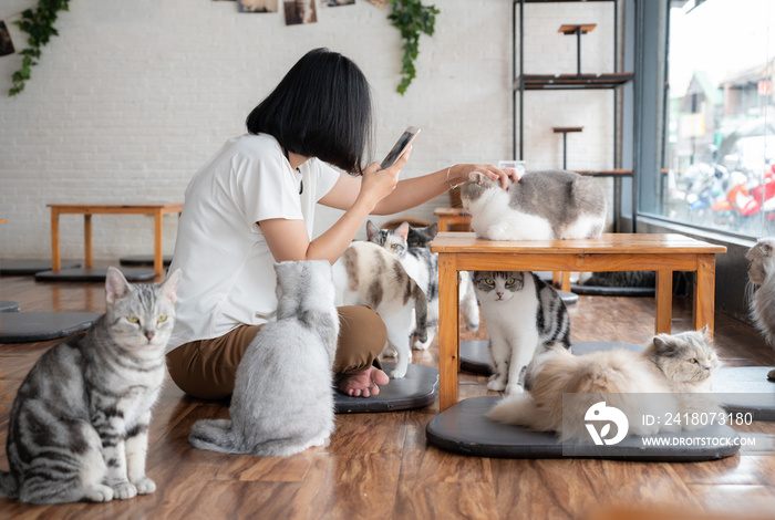 快乐的亚洲女人在猫咖啡馆和猫玩耍。猫咖啡馆是一种顾客光顾的咖啡馆