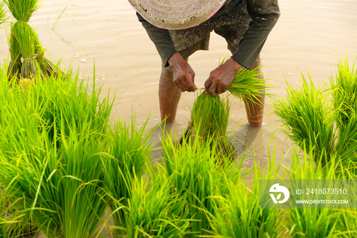 Farmers are preparing rice varieties for planting.Farming in the countryside.Farming on the ground.T