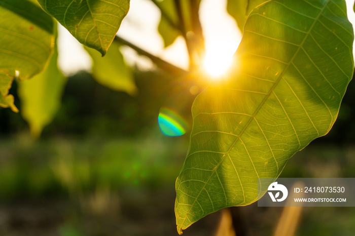 Leaf of para rubber tree, latex rubber plantation and tree rubber