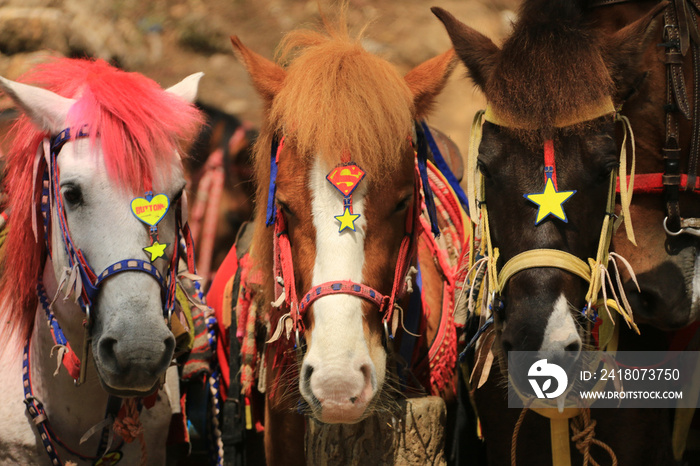 colorful costumed horses, ponies in one of the public parks in the summer capital of the Philippines