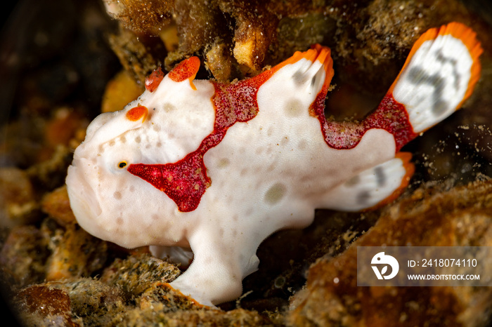 Warty frogfish, clown frogfish, Antennarius maculatus is a marine fish belonging to the family Anten