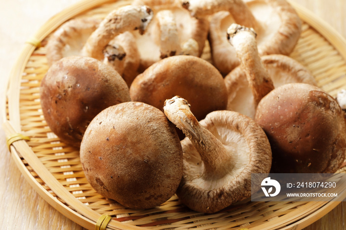 しいたけ　Shiitake mushrooms