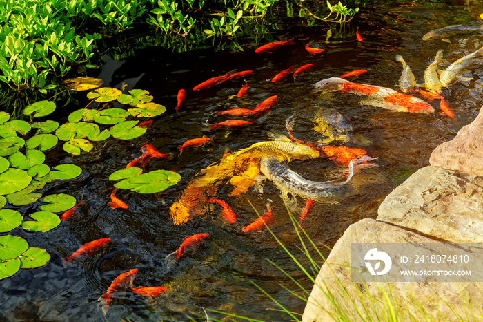 Colorful fancy koi fish on the surface water swimming in the pond garden enjoy feed floating