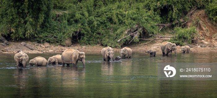 A herd of  wild asian elephants feeding in the Periyar River, Kerala, India