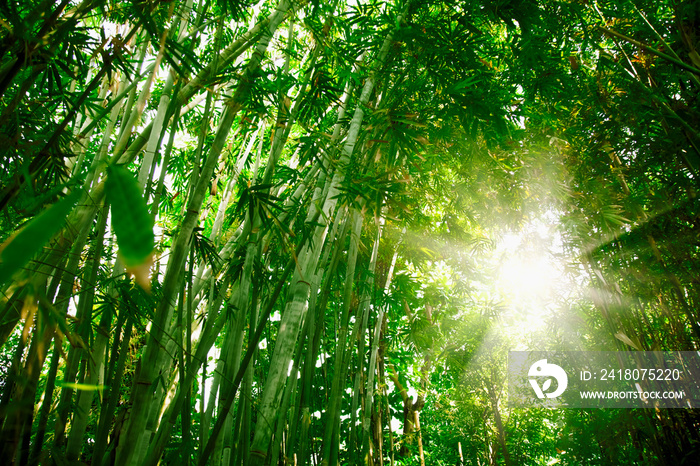 清晨阳光下美丽的竹林野生景观