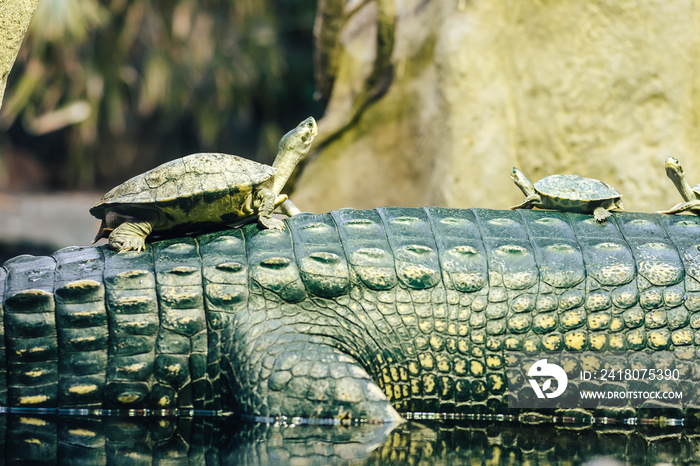 gharial（拉丁语Gavialis gangeticus），也称为gavial。鳄鱼，gavial家族