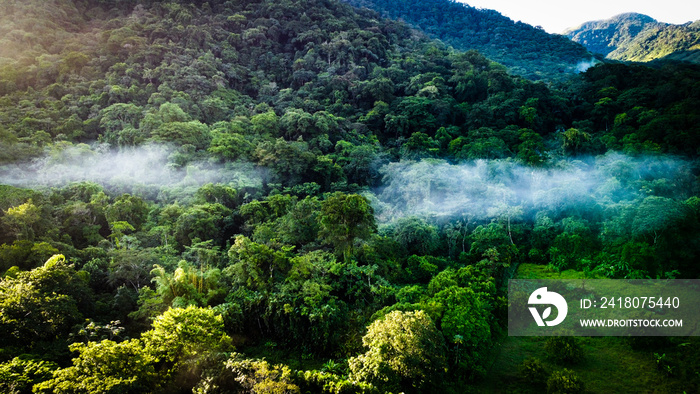 La selva de la reserva de la biosfera de Los Tuxtlas, lleno de biodiversidad, esta área natural prot