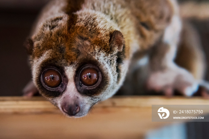 The beautiful Slow Loris. The slow loris is now among the world top 25 most endangered primates its 