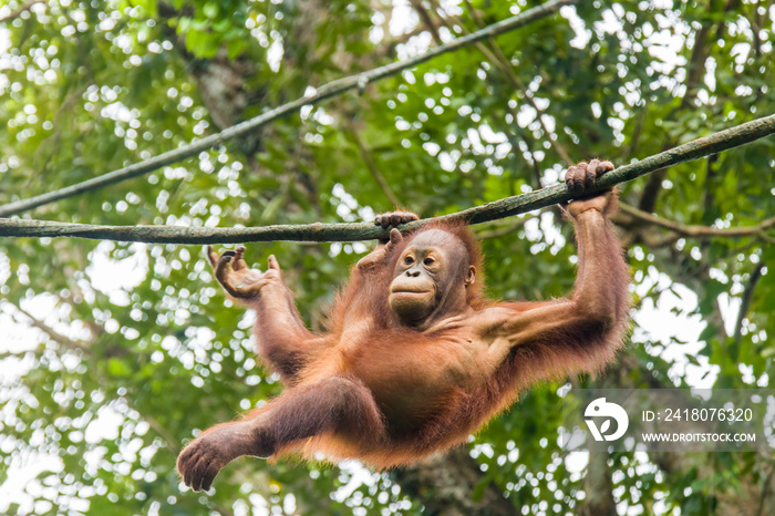 a baby Bornean orangutan is hanging on rope The orangutan is a critically endangered species, with d