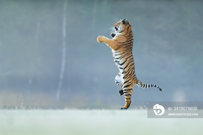 Tiger standing on back paws. Not typicall pose for big cat. Dancing tiger. Amur tiger. Panthera tigr