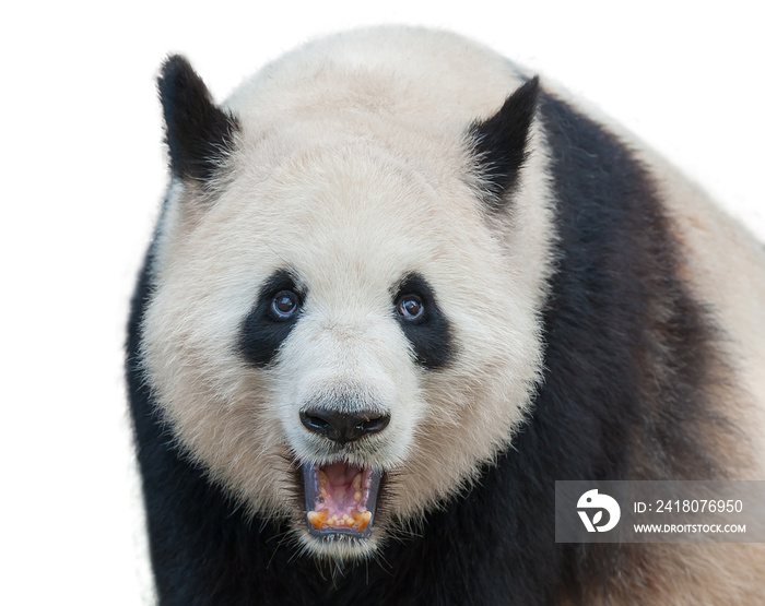 Closeup of giant panda bear isolated on white background