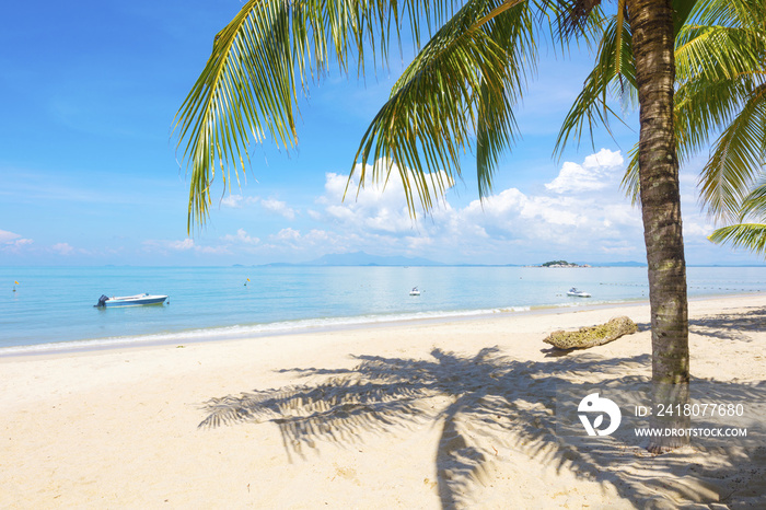 Palm tree at beach in Penang, Malaysia