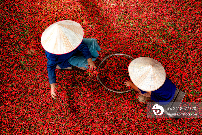 A picture of a mother and a girl who store chili in a basket Red pepper harvest season in Asia