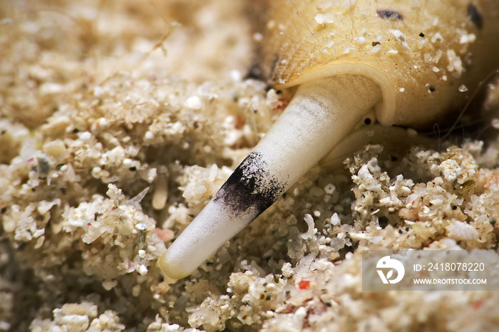 Siphon of a Cone Snail, Rüssel der Kegelschnecke