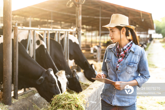 Farmer have recording details on the tablet of each cow on the farm.