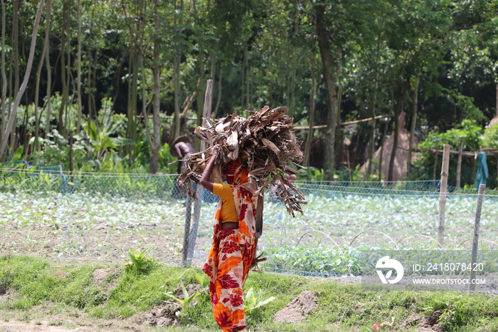 Asian woman carrying fire wood on her head for cooking in rural Bangladesh