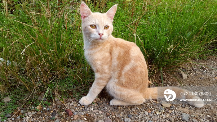 一种爪哇猫，有白色和棕色的皮毛和头部。这种猫只生活在东南亚