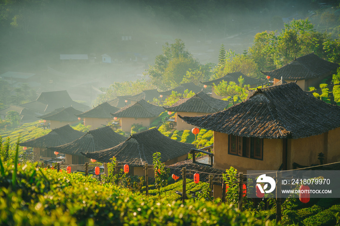 Rak Thai Village茶园在早晨的自然环境中清新的空气山脉阳光背景