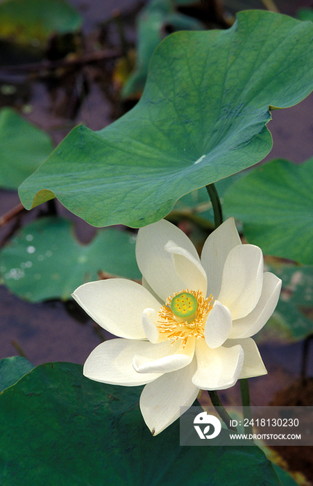 Tropical plant, lotus