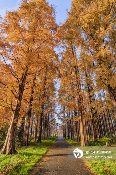 Gingko trees in autumn,Japan