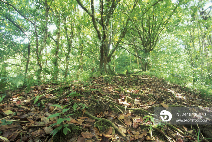 Costa Rica, Coco island, rainforest