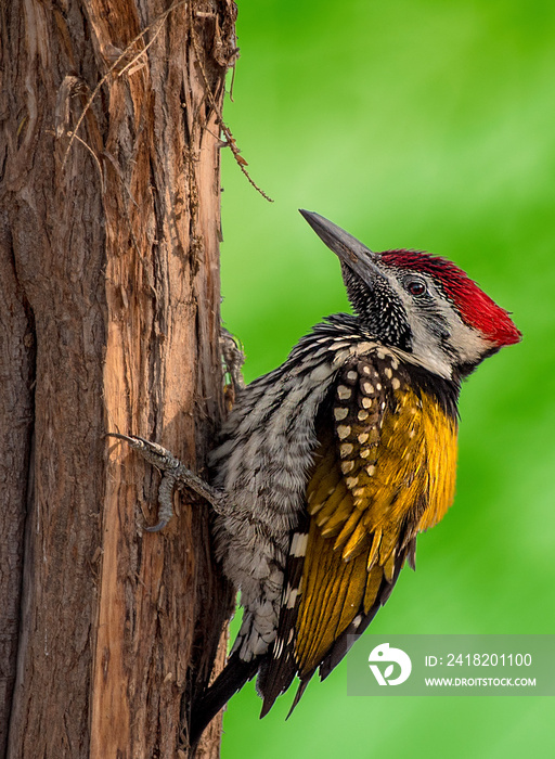 The black-rumped flameback, also known as the lesser golden-backed woodpecker or lesser goldenback, 