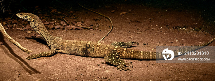 北皮尔巴拉地面岩石监测仪。拉丁名-Varanus pilbarensis