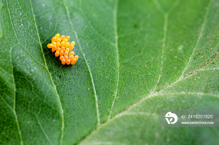 The eggs and hatched larvae of stupid insects inhabit wild plants