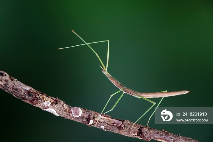 杆状昆虫或Phasmids（Phasmatodea或Phasmatoptera）也称为行走的杆状昆虫，Stick-b