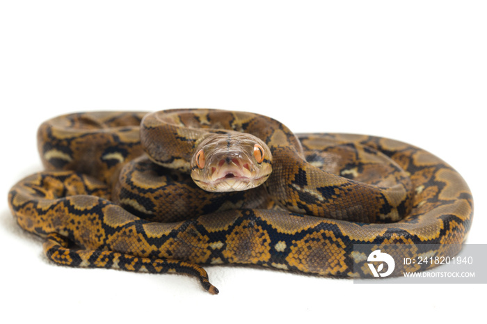 在白色背景上隔离的网状Python（Python reticulatus）。