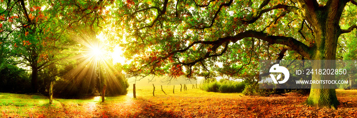 赫布斯特的Landschaft im Herbst，瓦尔德全景，威斯和桑尼