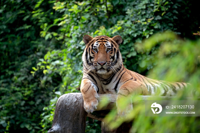 孟加拉虎在绿树丛中休息