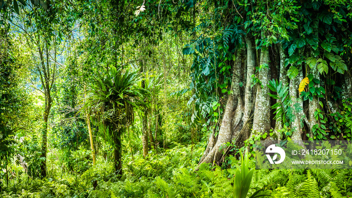 巴厘岛丛林中被藤蔓覆盖的巨大古榕树