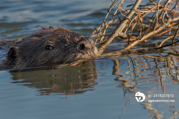 Beaver (Castor canadensis) swimming with branches for lodge;  Grand Teton NP;  Wyoming