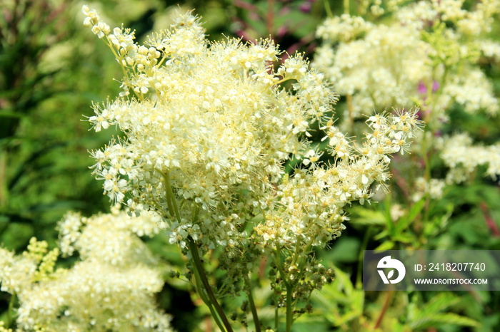 Filippendula ulmaria，草地上的蜂蜜花