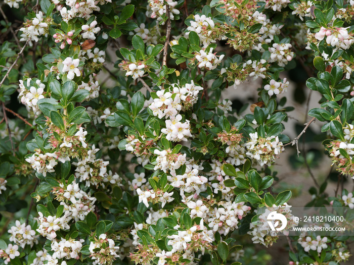 Escallonia Donard Seedling, arbuste aux rameaux retombant garnis de boutons floraux roses qui sép