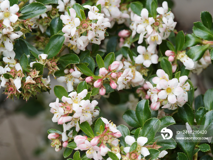 Escallonia Donard Seedling arbuste ramifié aux grappes de petites fleurs à cinq pétales, en forme 