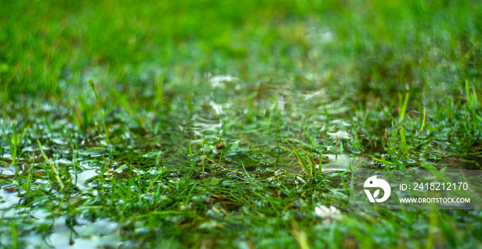 绿草被雨水淹没。夏雨。长方形背景，湿漉漉的草地。田野里洪水泛滥