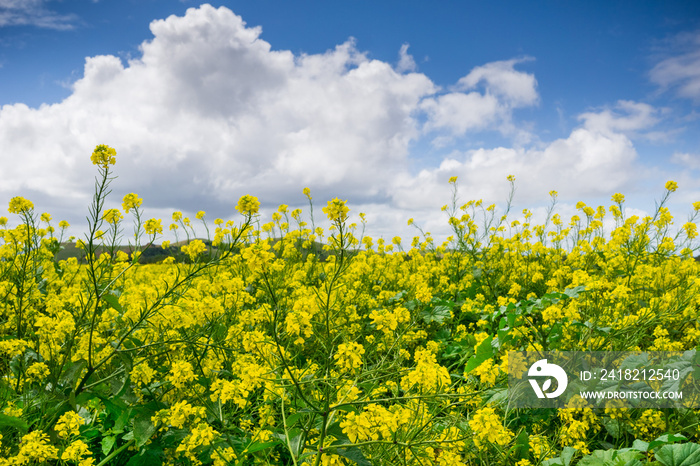 Black mustard field, Coyote Hills Regional Park, San Francisco bay, California