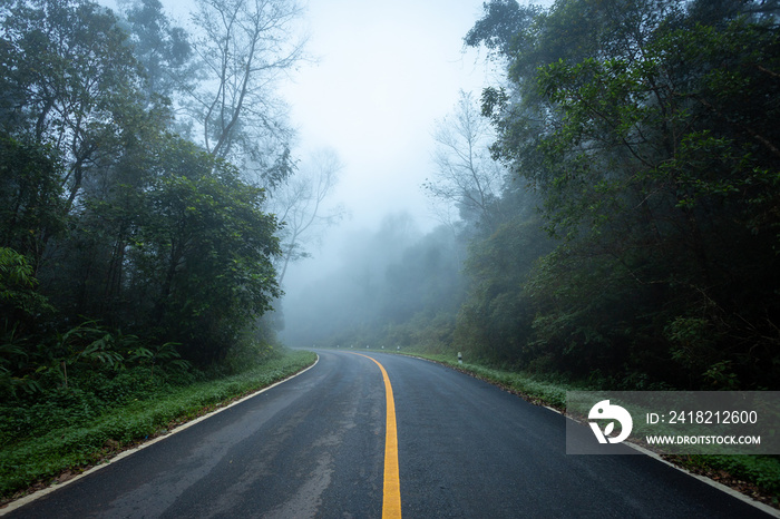 与自然森林的道路和雨林的雾路。