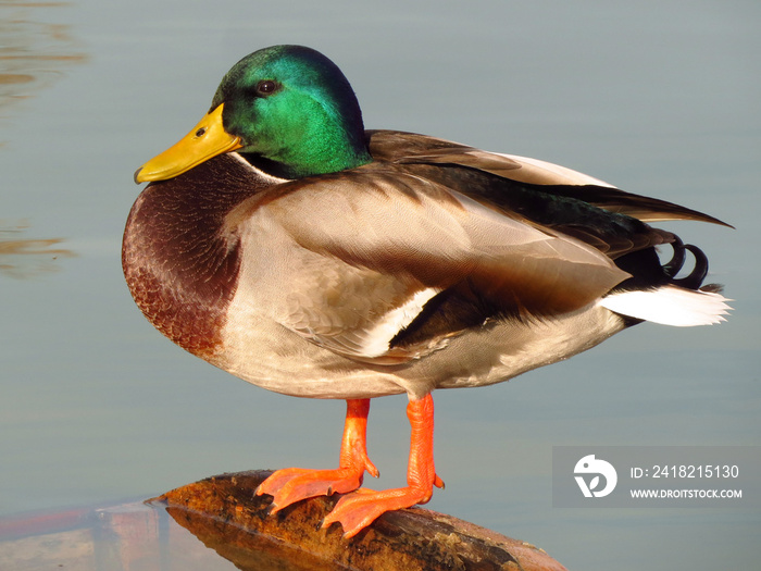 Mallard（Anas platyrhynchos）或野鸭，绿头公野鸭Mallard，一种常见的鸭子